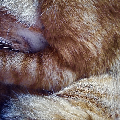 1OF1-023%20-%20Cover%20-%20Transient%20Cat%20-%20LAFTT